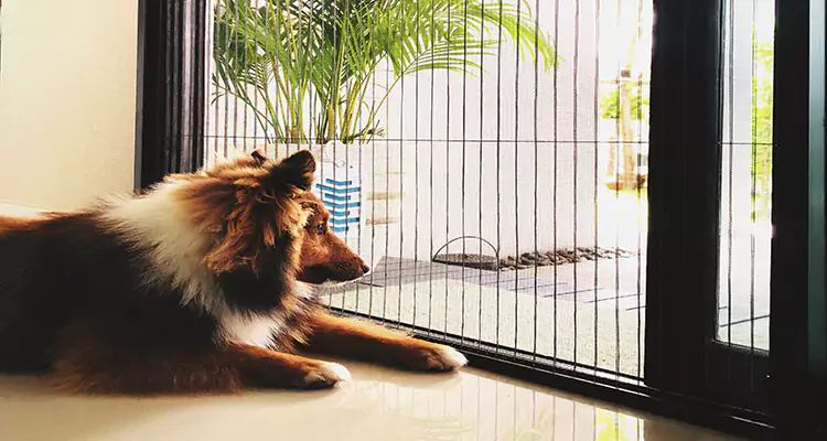 Sliding Screen Pet Door Repair in Kendale Lakes, FL