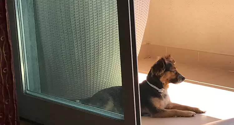 French Door Pet Screen Repair in Kendale Lakes, FL